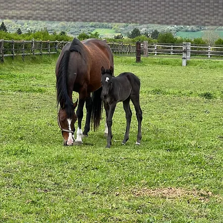 Le Relais Du Bord De Seine 3* Port-Mort